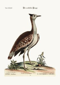 The Bustard العربي ، 1749-1773